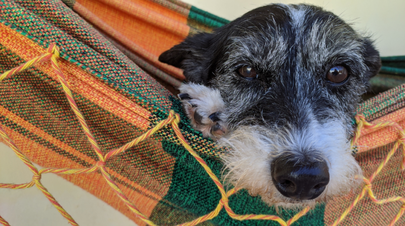 Pfotenfeinkost Seniorenhund